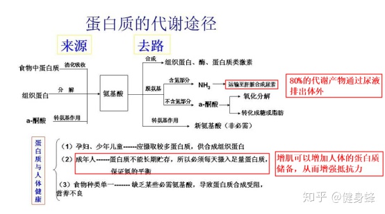 只吃蛋白粉但是不运动会长胖吗？